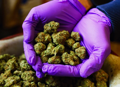 Marijuana Business Law in New York