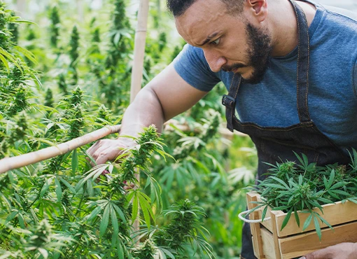 Advising Cannabis Businesses in Distress